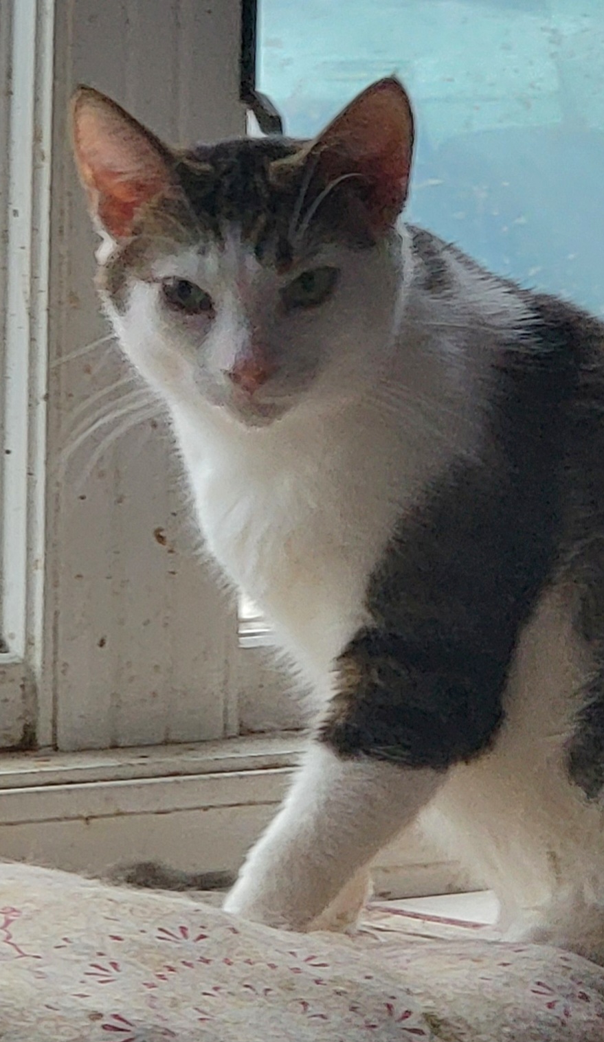 f9abc44c-72c1-4fa0-860c-de2604a32960